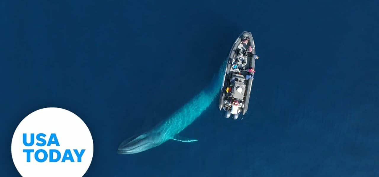Friendly blue whale circles boaters in Newport Beach, California | USA TODAY 2
