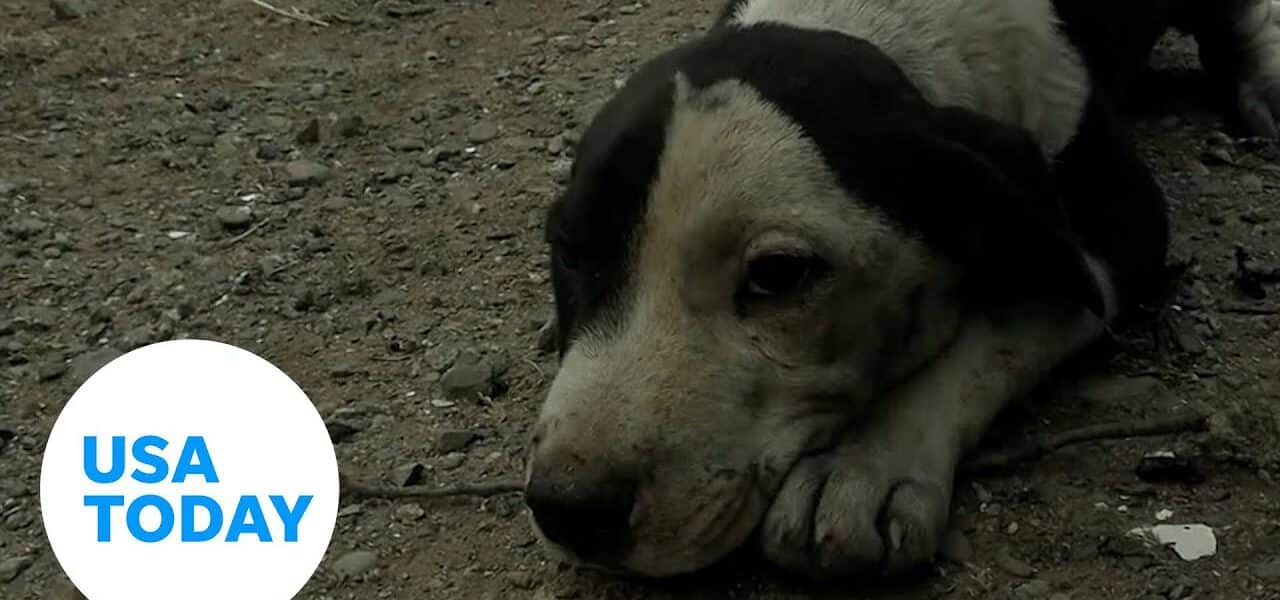 Puppy rescued as McKinney Fire burns over 50,000 acres in California | USA TODAY 1