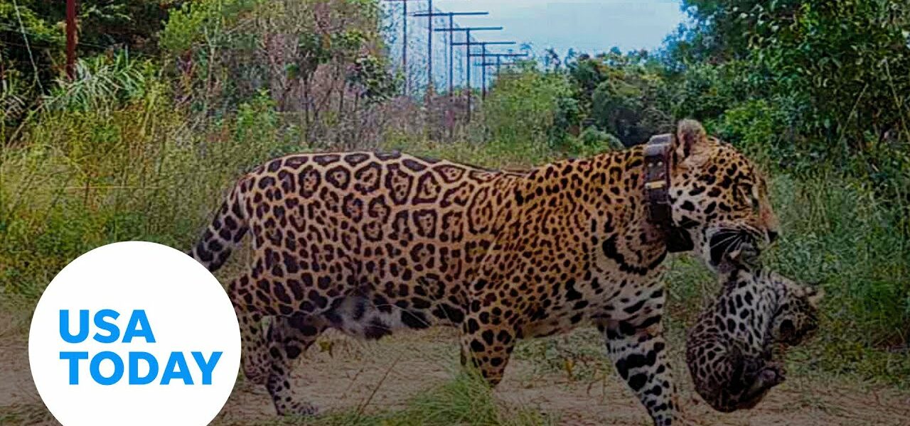 Camera spots first jaguar cubs born in Argentina's wetland in 70 years | USA TODAY 1