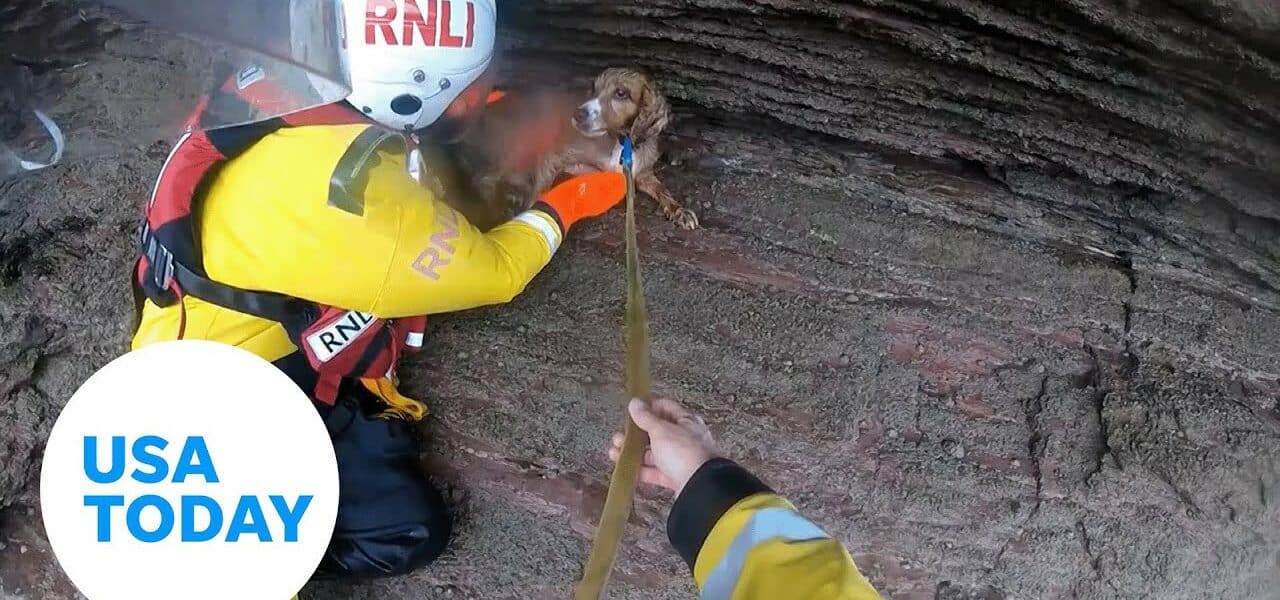 Injured dog rescued after falling 100 feet down cliff | USA TODAY 7