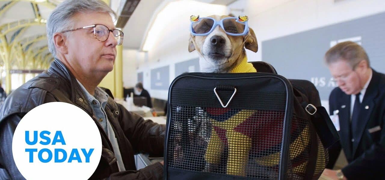 Three tips for flying with your dog | USA TODAY 1