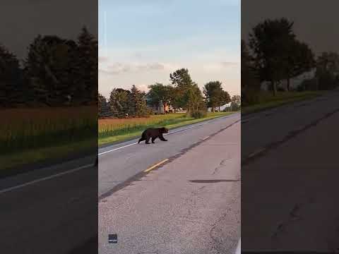 Bear looks both ways before carefully crossing New York highway | USA TODAY #Shorts 1