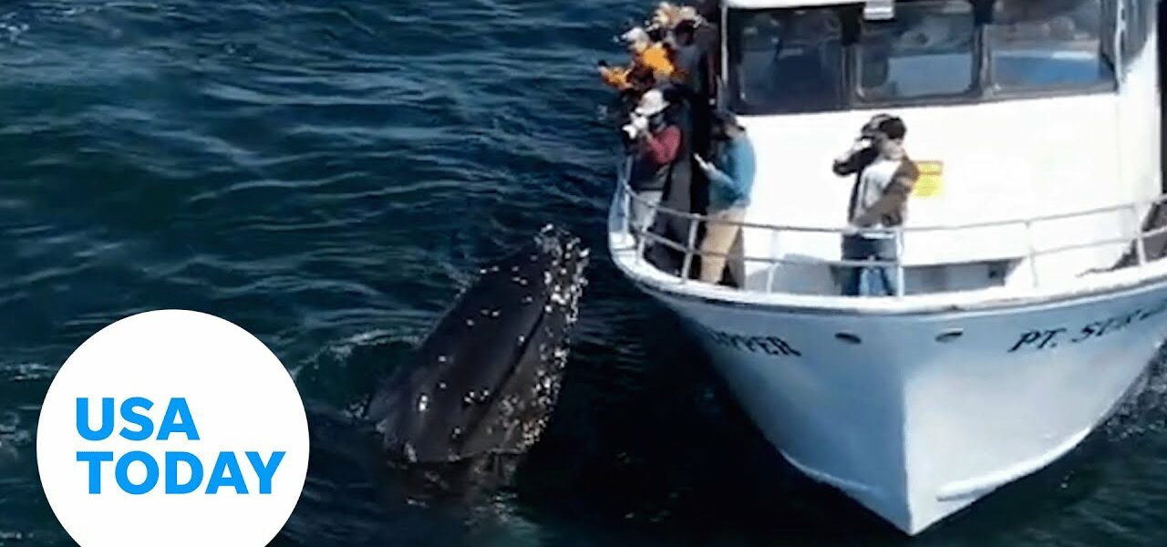 Humpback whale gives California whale watchers an unbelievable view | USA TODAY 8