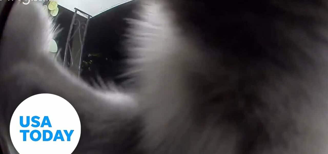 Missing cat surprises owner on Ring doorbell | USA TODAY 5