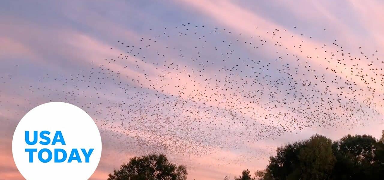 Murmuration of starlings captured on video in Arkansas | USA TODAY 2