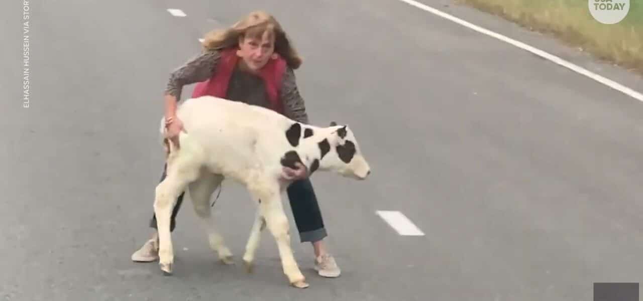 Calf saved by motorists after falling out of moving trailer on highway | USA TODAY 3