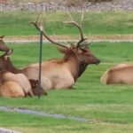 Elk watch high school football practice in in Gardiner, Montana | USA TODAY 11