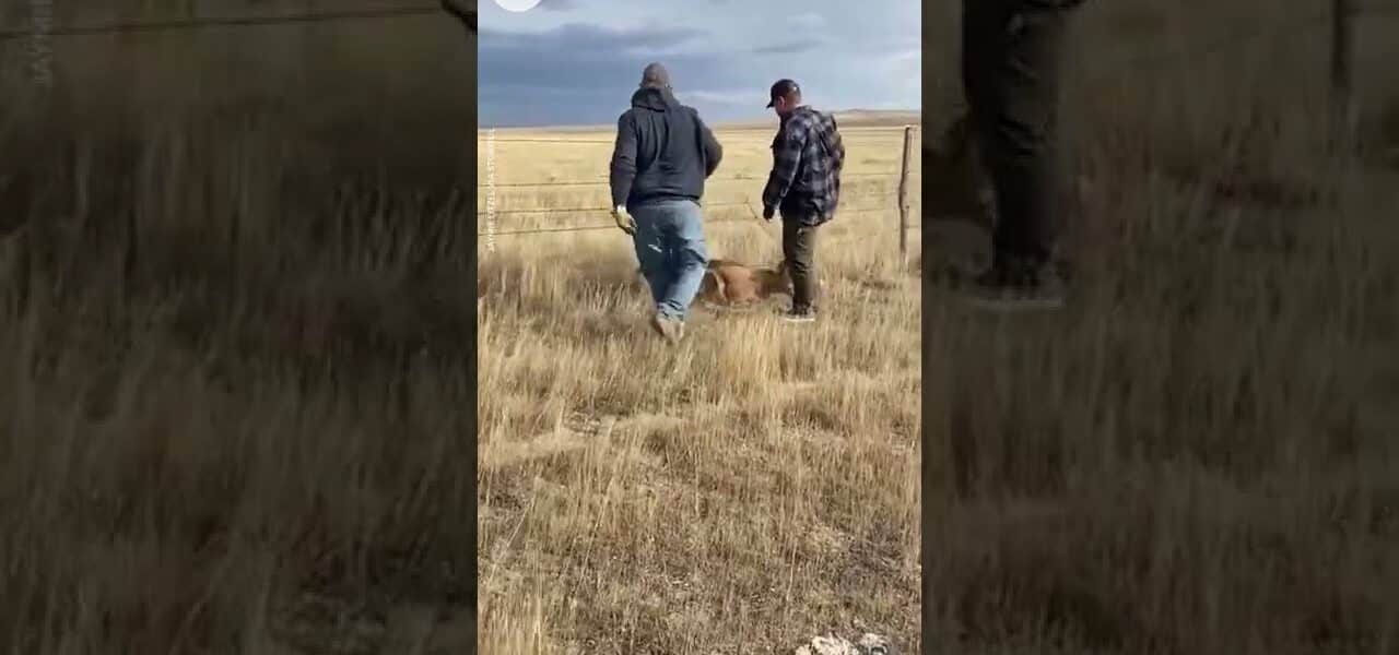 Antelope in South Dakota rescued from fence, runs off with shoe | USA TODAY #Shorts 2