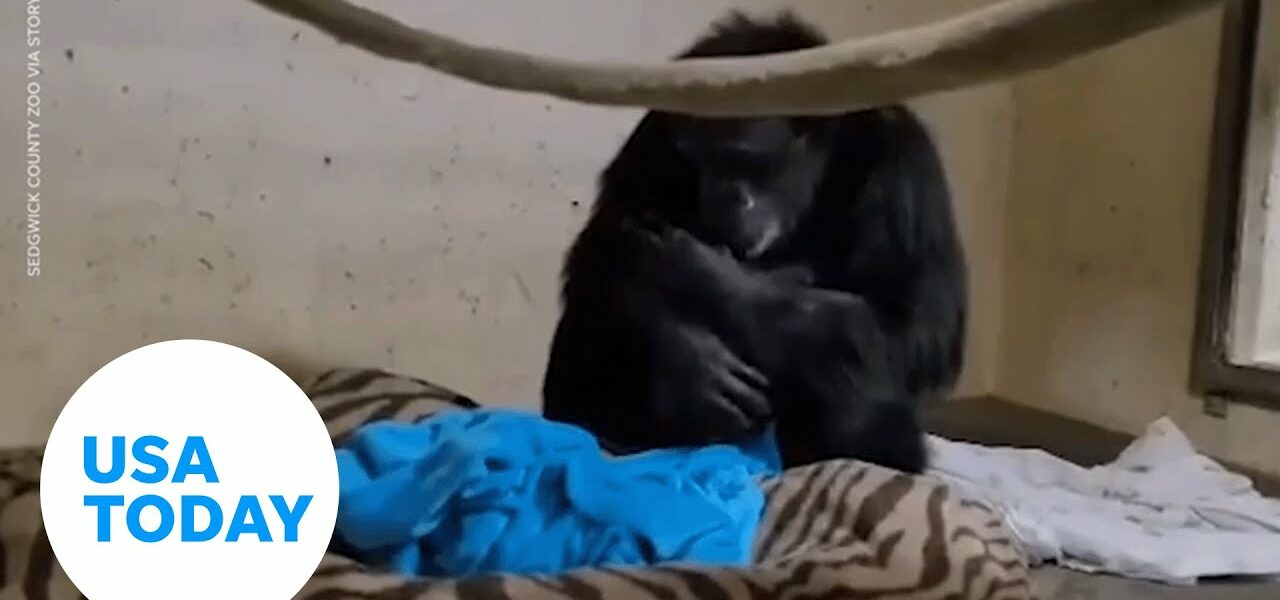 Emotional reunion between a chimp and her newborn at Kansas zoo | USA TODAY 2