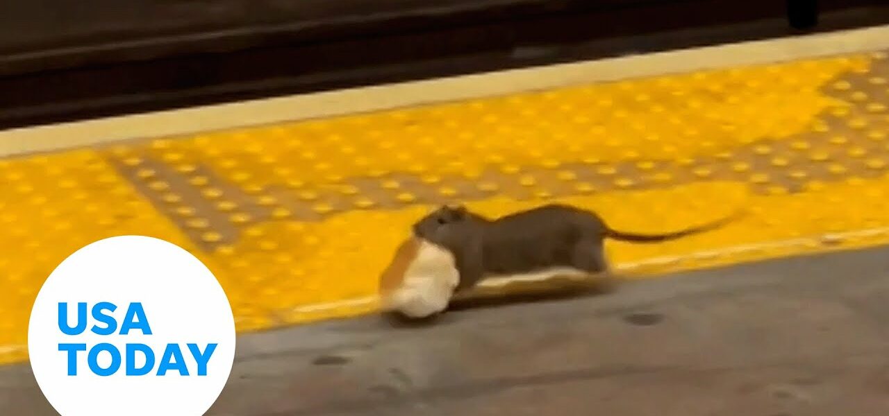 NYC is looking to hire a 'rat czar' as city wages war on rodent population | USA TODAY 7
